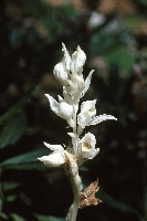 Eburophyton austinae